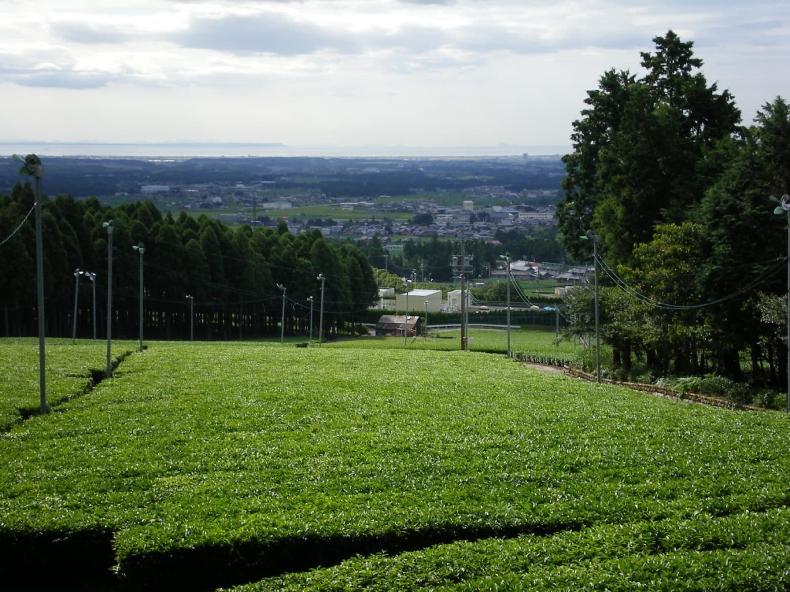 Rows of tea bushes in Suizawa, with the plain of Yokkaichi stretching to the sea behind